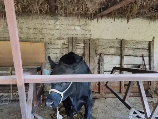 Cow, Cattle