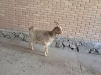Cabra, Alpine goat — foto 1
