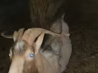 Коза, Альпийская коза — фото 7