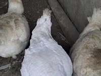 Turkeys — الصورة 4