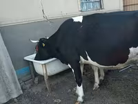 母牛, Holstein breed — 照片 3