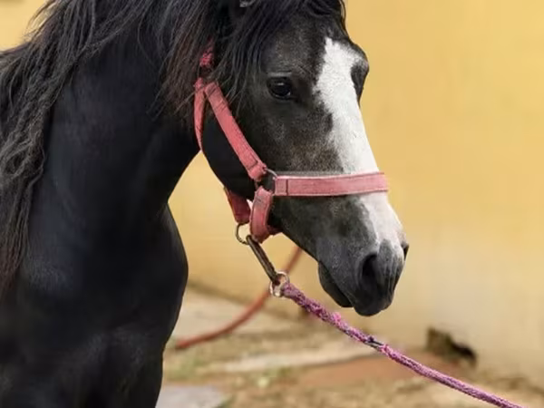 公马, Anglo-Arabian