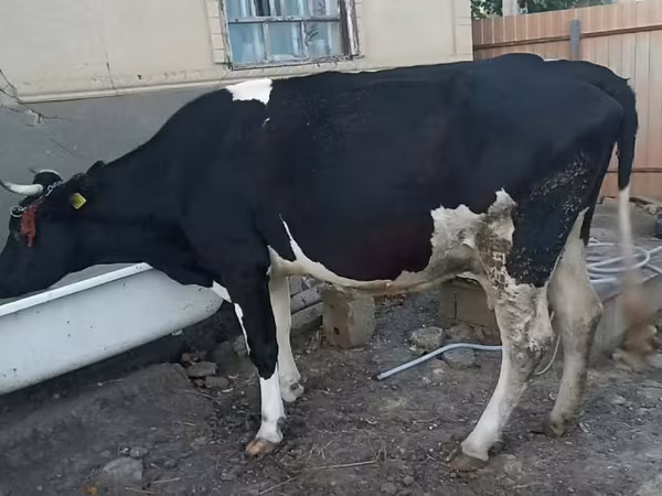 Kuh, Holstein-Rasse