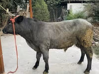 Bull, Belgian Blue — photo 5