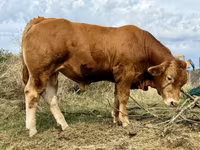 सांड, लिमोज़िन गाय — फ़ोटो 3