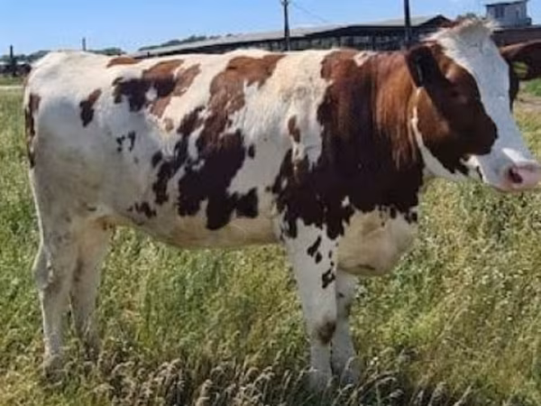 Vaca, Raza rojo-moteada
