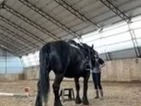 Азаргагүй морь, Percheron — 2 зураг
