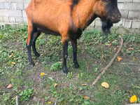 公山羊, Nubian Goat — 照片 1