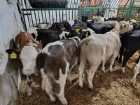 Toro, Ganado vacuno — foto 4