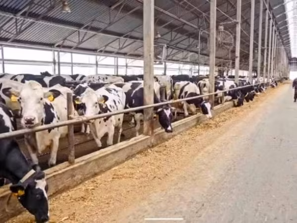 Vaca, Swiss cattle