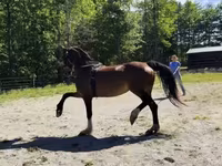 فرس, Dutch warmblood horse — الصورة 7