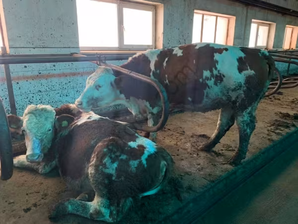 Үнээ, Simmental cattle — Орос