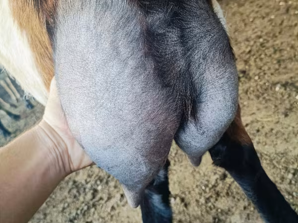 Cabro, Nubian Goat
