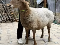نعجة, Awassi sheep — الصورة 4