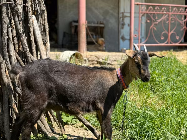 Goat, Nubian Goat