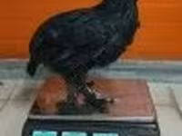 Dominant — Foto 6