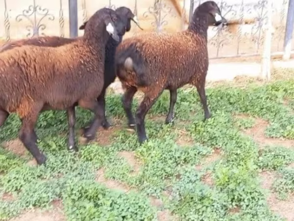 母羊, Sheep