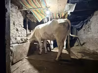 母牛, Ukrainian Brown Dairy Cattle — 照片 4