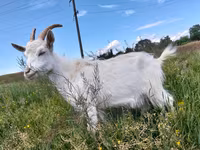 बकरी, Saanen goat — फ़ोटो 3
