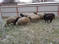 Schaf, Schafe — Foto 5
