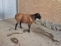 Ram, Sheep — photo 3