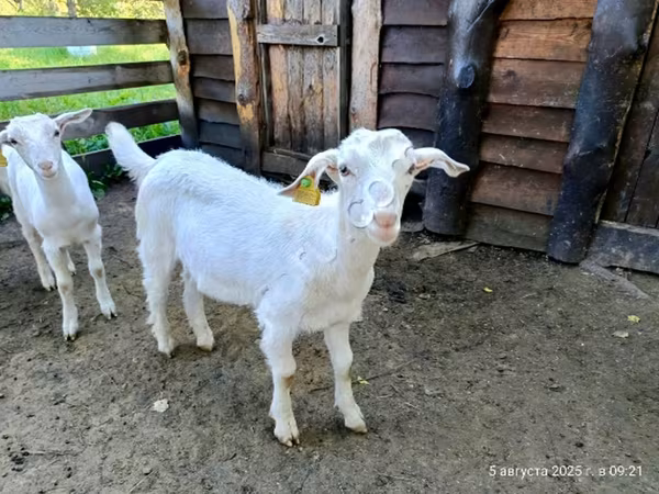 Cabro, Saanen goat — Rusia