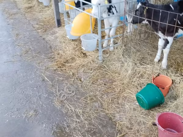 Бух, Swiss cattle