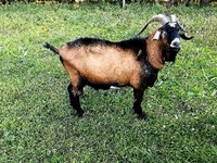 Cabro, Czech Brown Shorthaired goats — foto 1