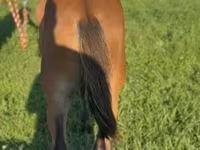 घोड़ा, Rocky Mountain Horse — फ़ोटो 2