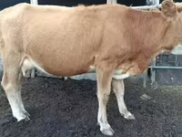 Toro, Ganado vacuno — foto 7