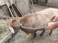 كبش, الأغنام — الصورة 1