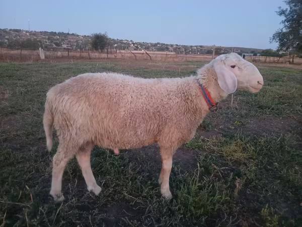 كبش, Assaf sheep