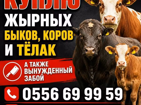 Kuh, Swiss cattle