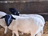 كبش, Dorper sheep — الصورة 1