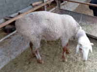 كبش, Hissar sheep — الصورة 3