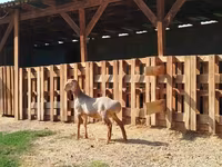 كبش, Edilbay sheep — الصورة 1