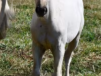 घोड़ी, Quarter Horse — फ़ोटो 2