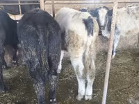 सांड, बेल्जियन नीली — फ़ोटो 4