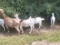 عنزة, LaMancha goats — الصورة 3