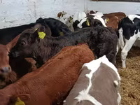 Toro, Ganado vacuno — foto 2