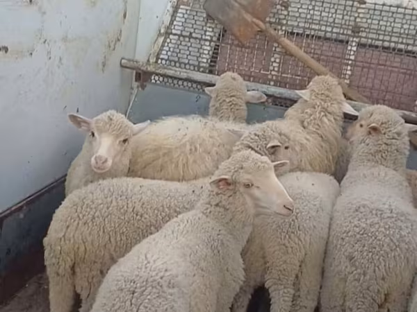 Хонь, Merino sheep
