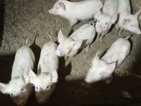 Eber, Schweine — Foto 3