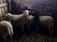 Widder, Katum sheep — Foto 2
