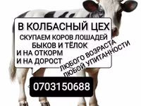 公牛, Cattle — 照片 2