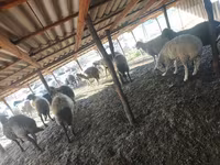 Sheep, Sheep — photo 2