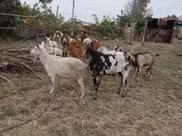 Cabro, Nubian Goat — foto 4