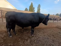 Bulle, Aberdeen-Angus — Foto 3