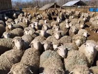 Хуц, Kuibyshev sheep — 4 зураг