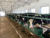 Kuh, Holstein-Rasse — Foto 6