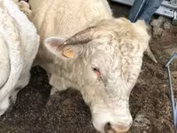 Үнээ, Aubrac cattle — 3 зураг